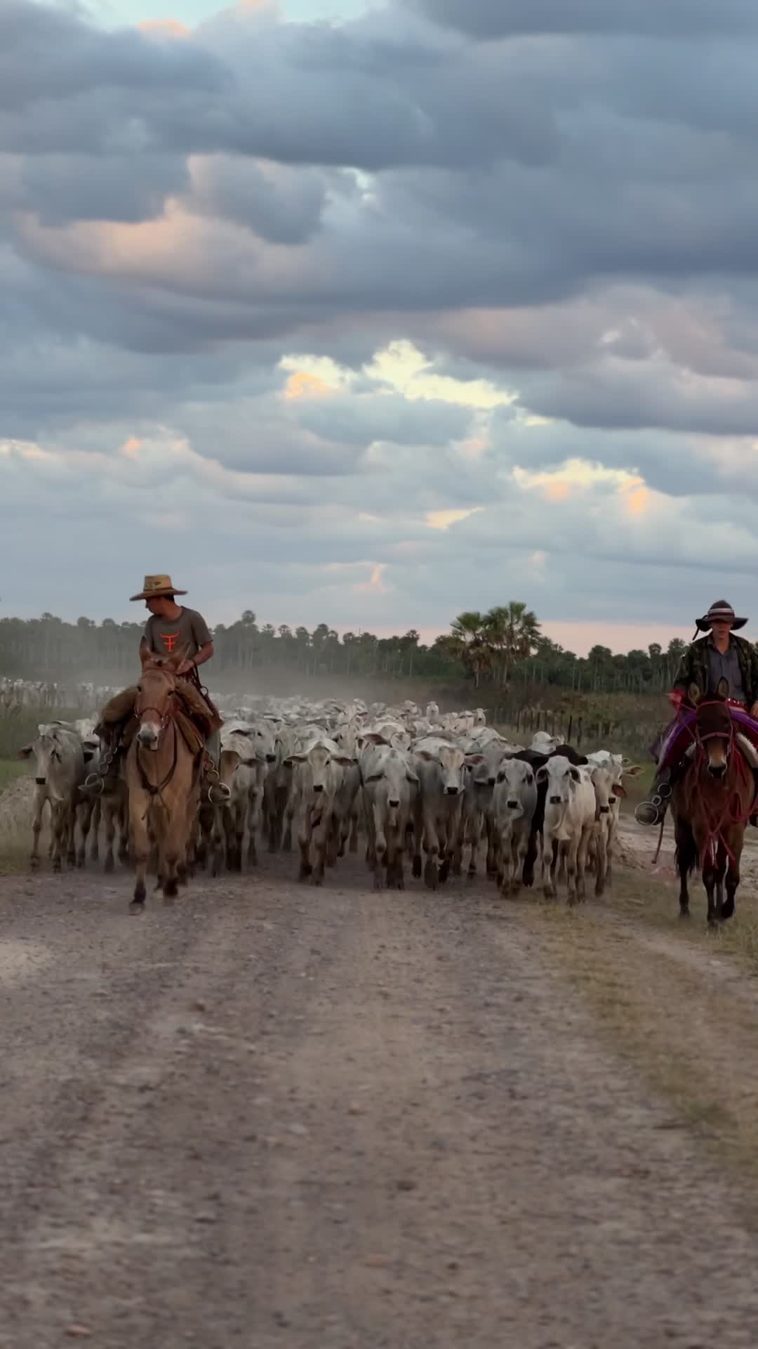Boiadeiros conduzindo gado na estrada de terra