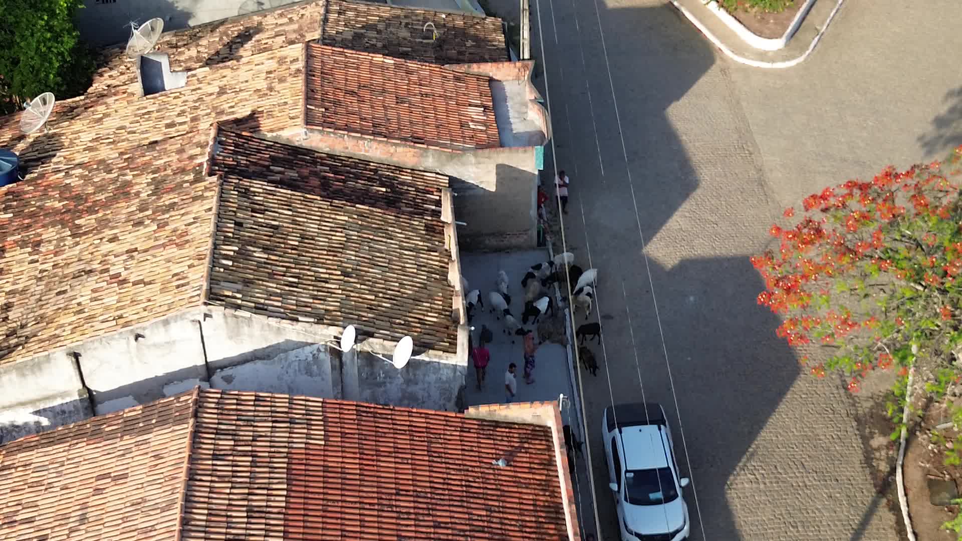 Cabras em povoado 