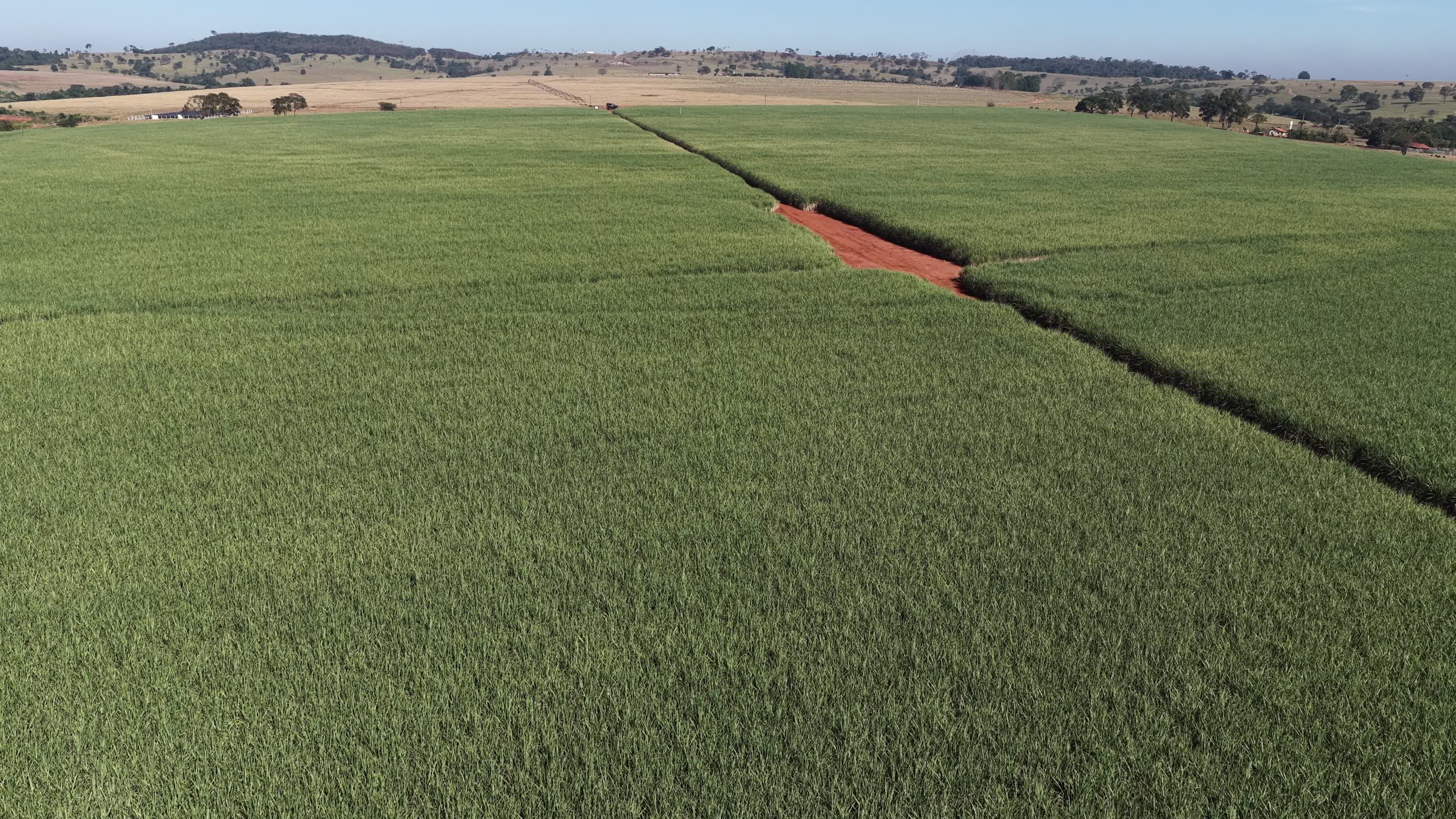 GOIÁS - PLANTAÇÃO DE CANA