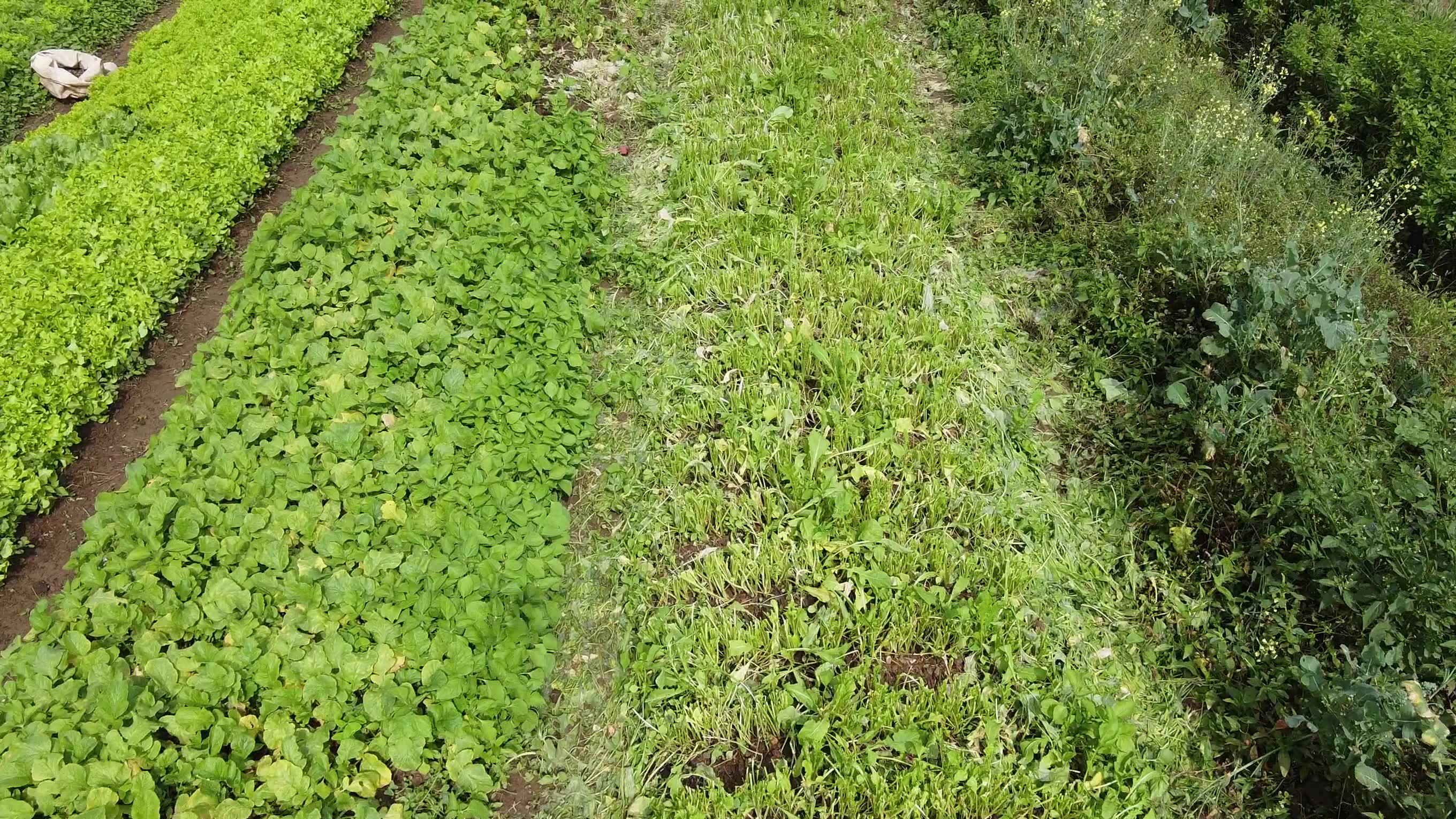 TAKE SOBREVOO EM PLANTAÇÃO