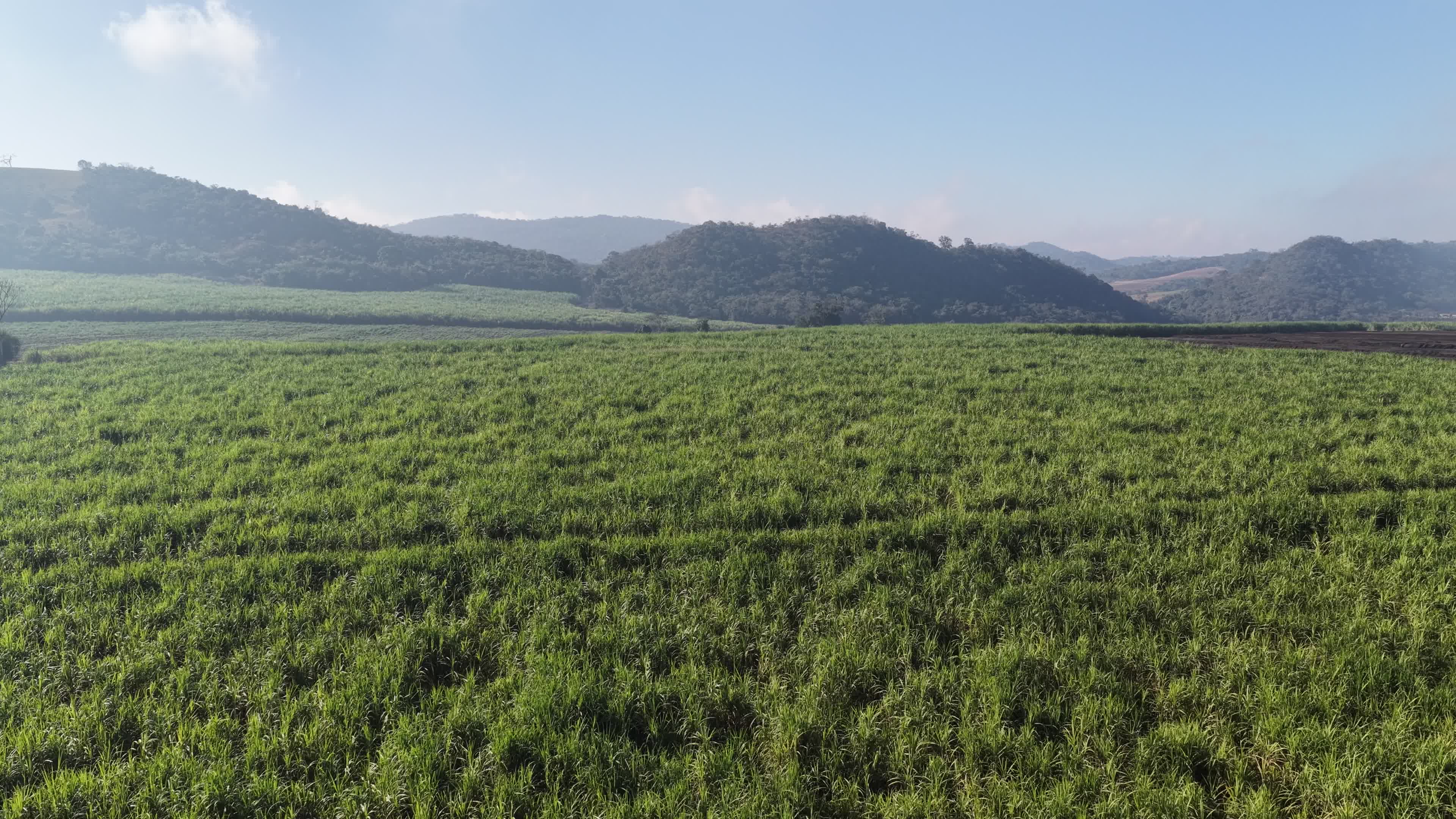 GOIÁS - PLANTAÇÃO DE CANA