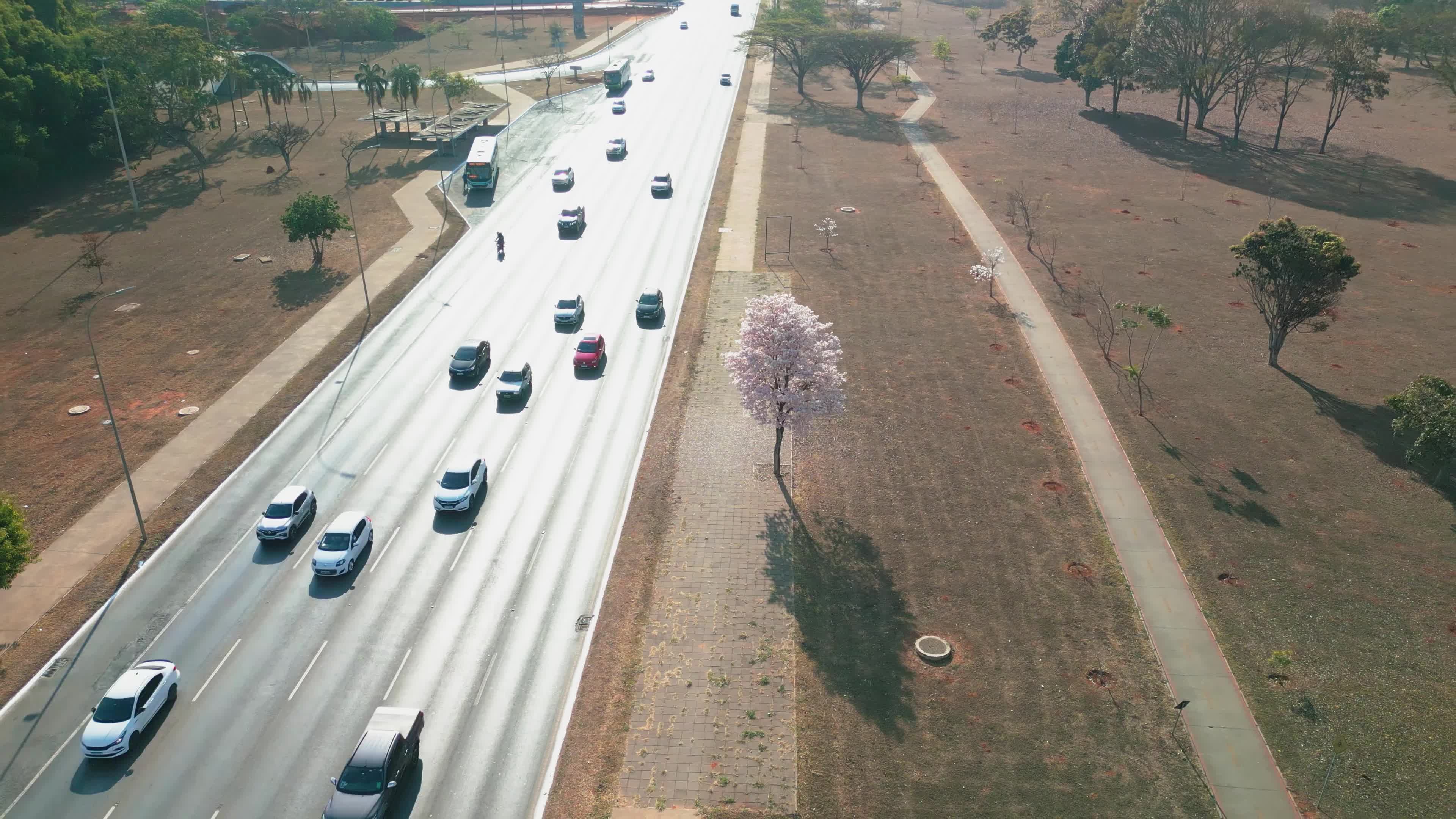 Ipê Branco Solitário na Margem da Avenida