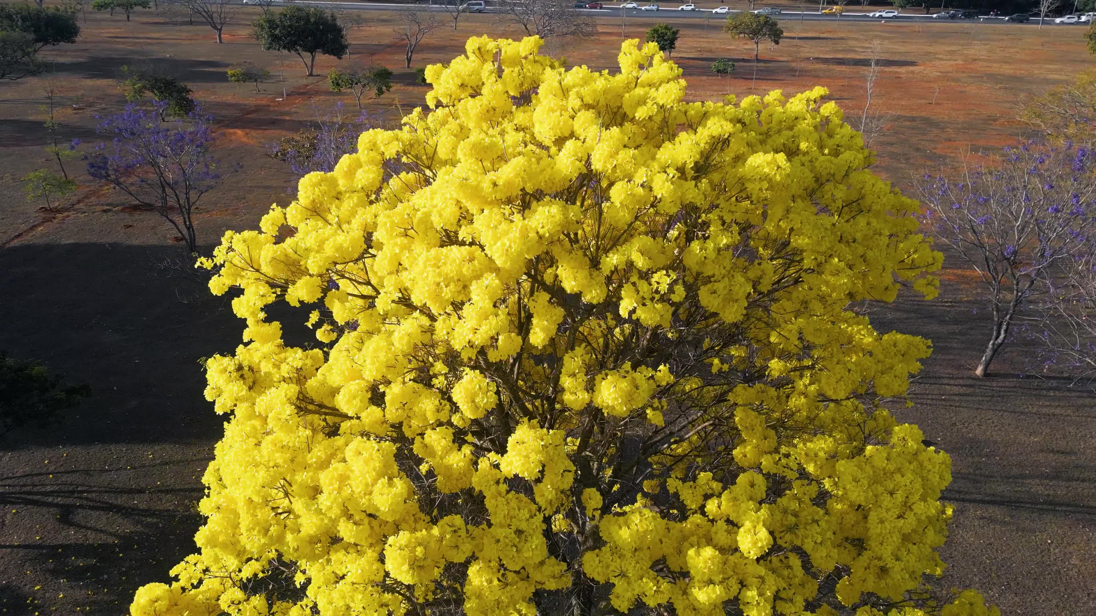 Ipê-amarelo em plena floração no cerrado brasiliense