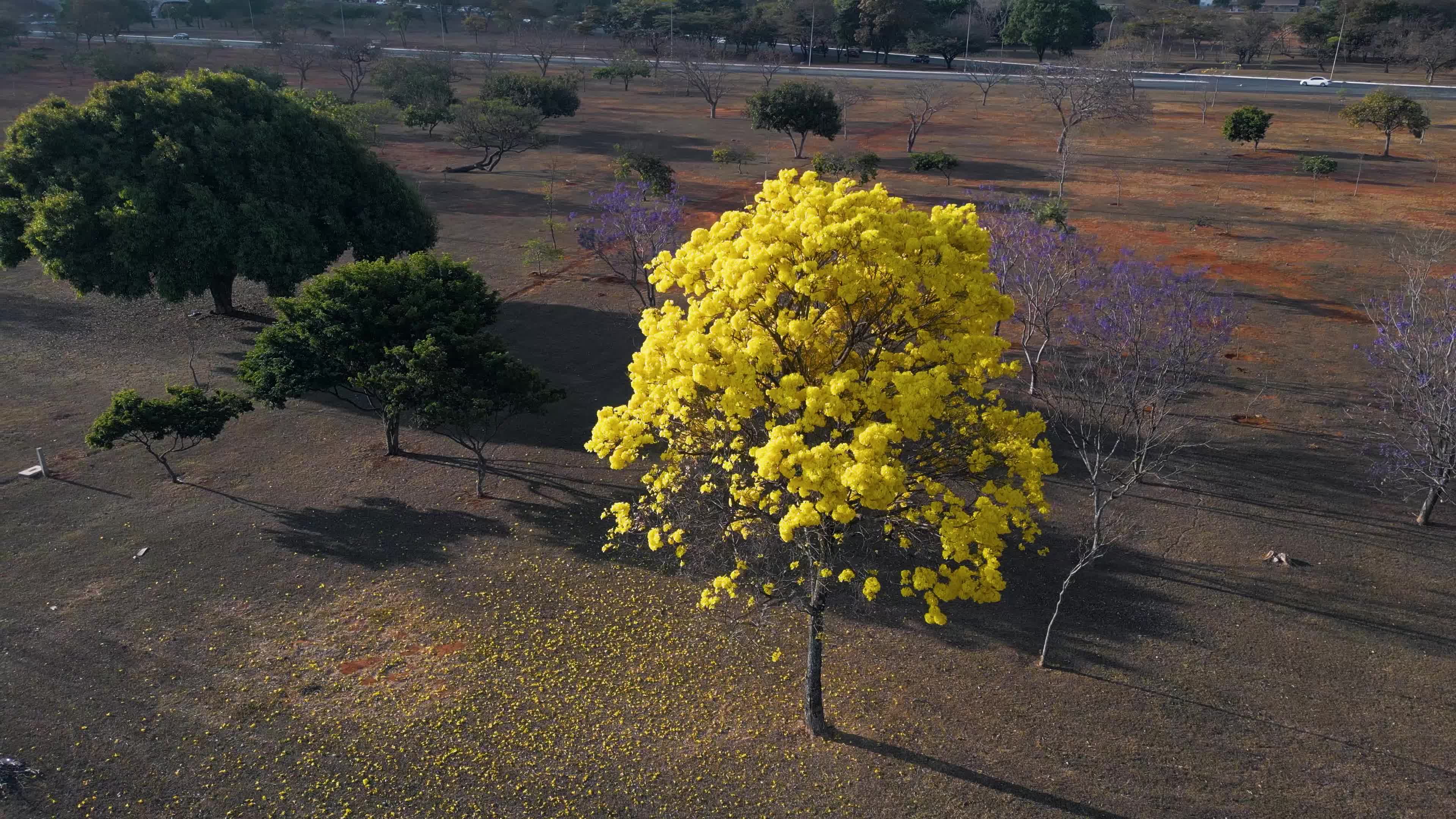 Ipê Amarelo - Eixo Monumental em Brasília