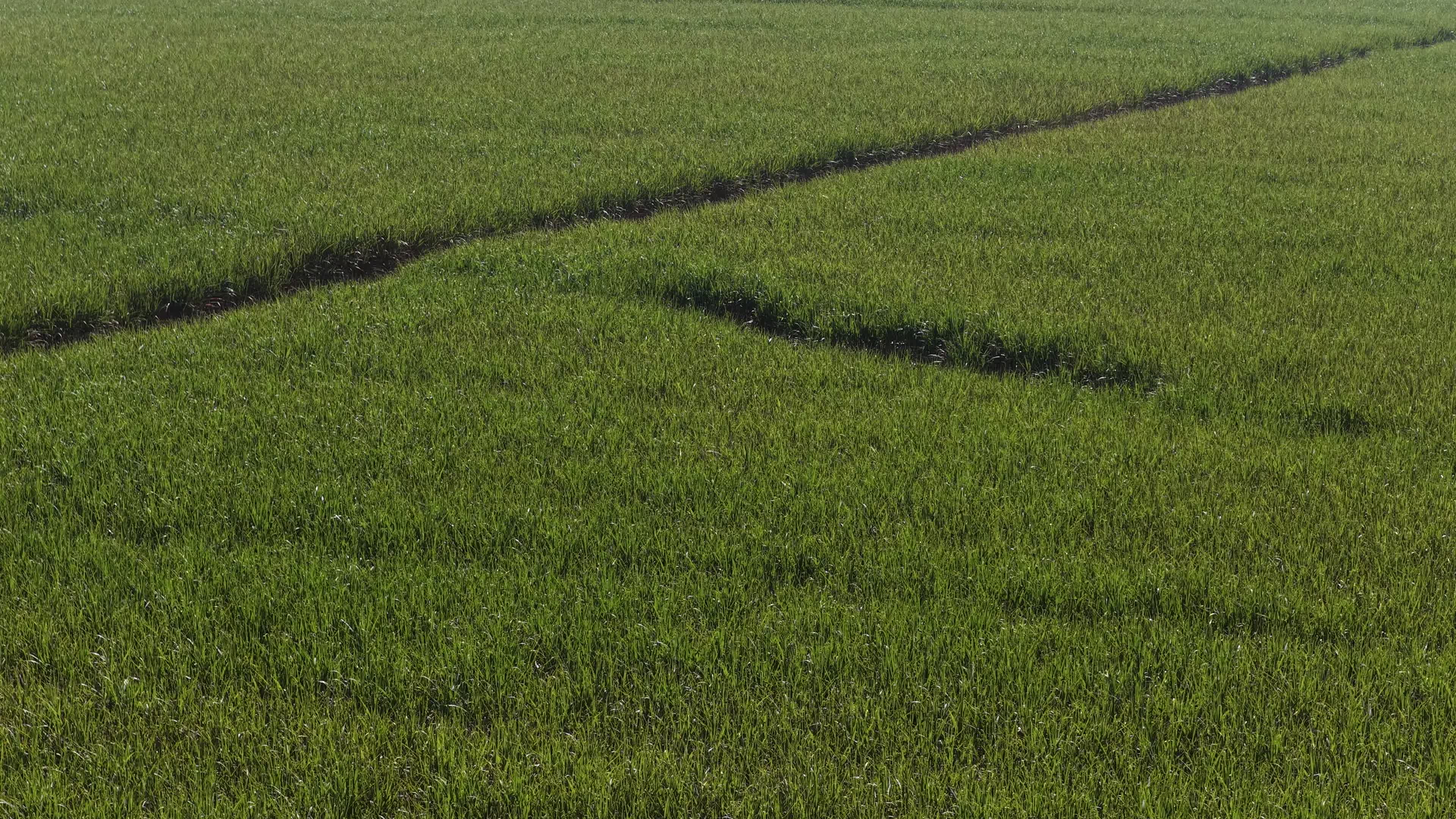 GOIÁS - PLANTAÇÃO DE CANA
