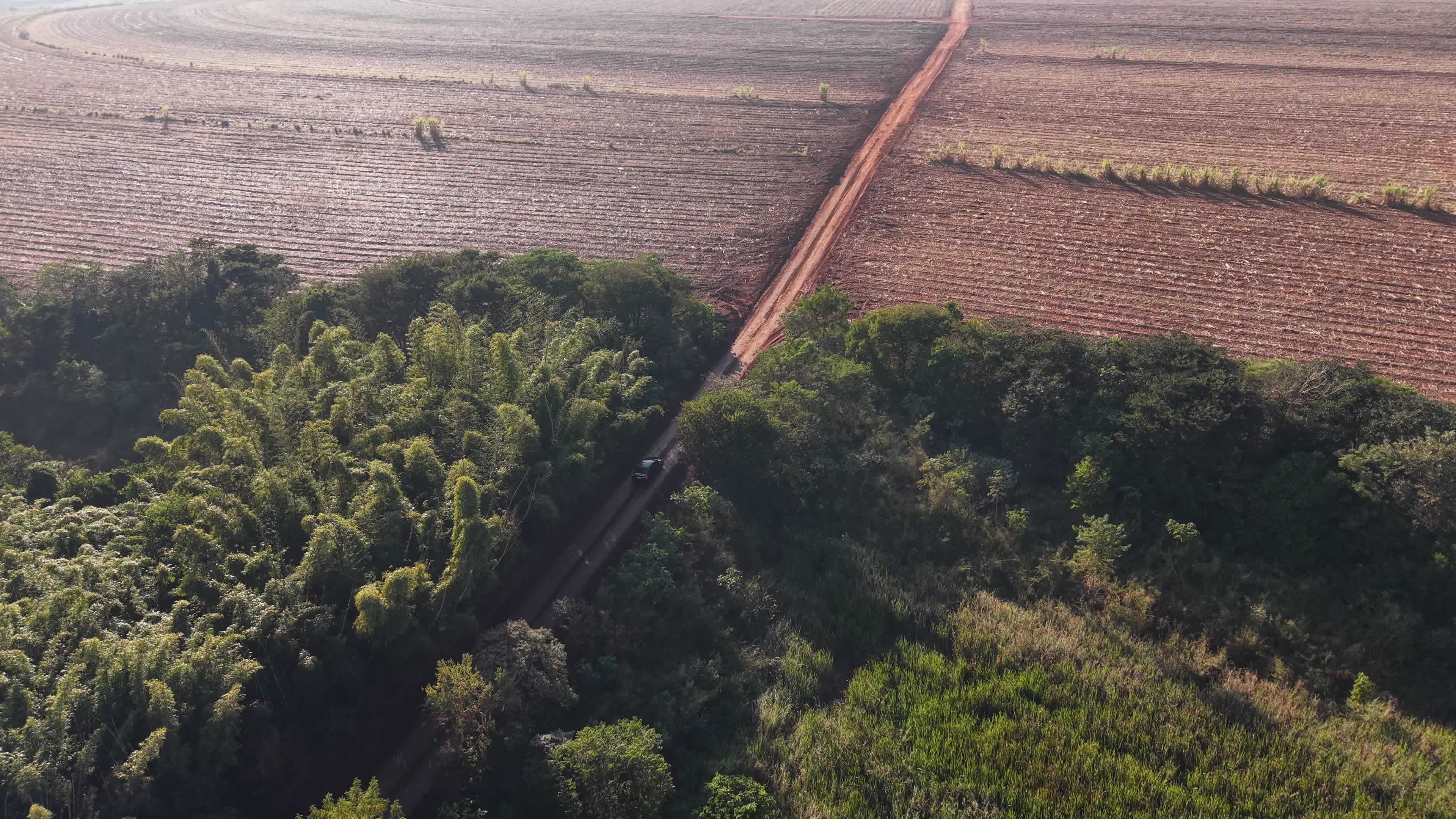 Estrada de terra cortando a plantação