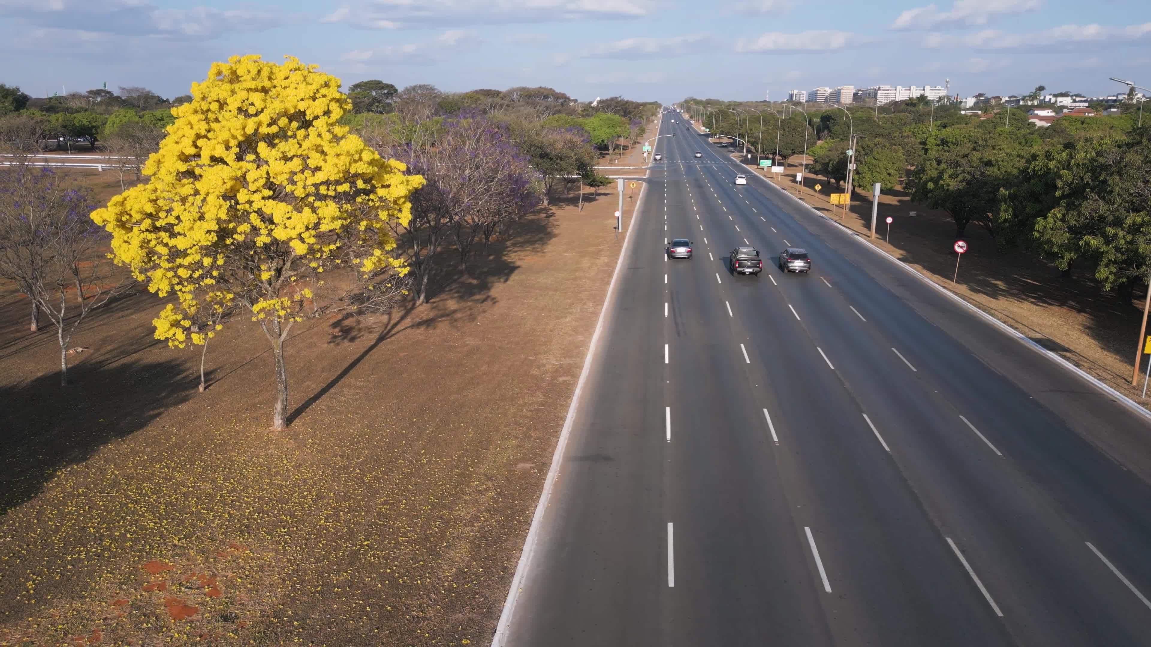 Ipê Amarelo às margens do eixo monumental na capital federal
