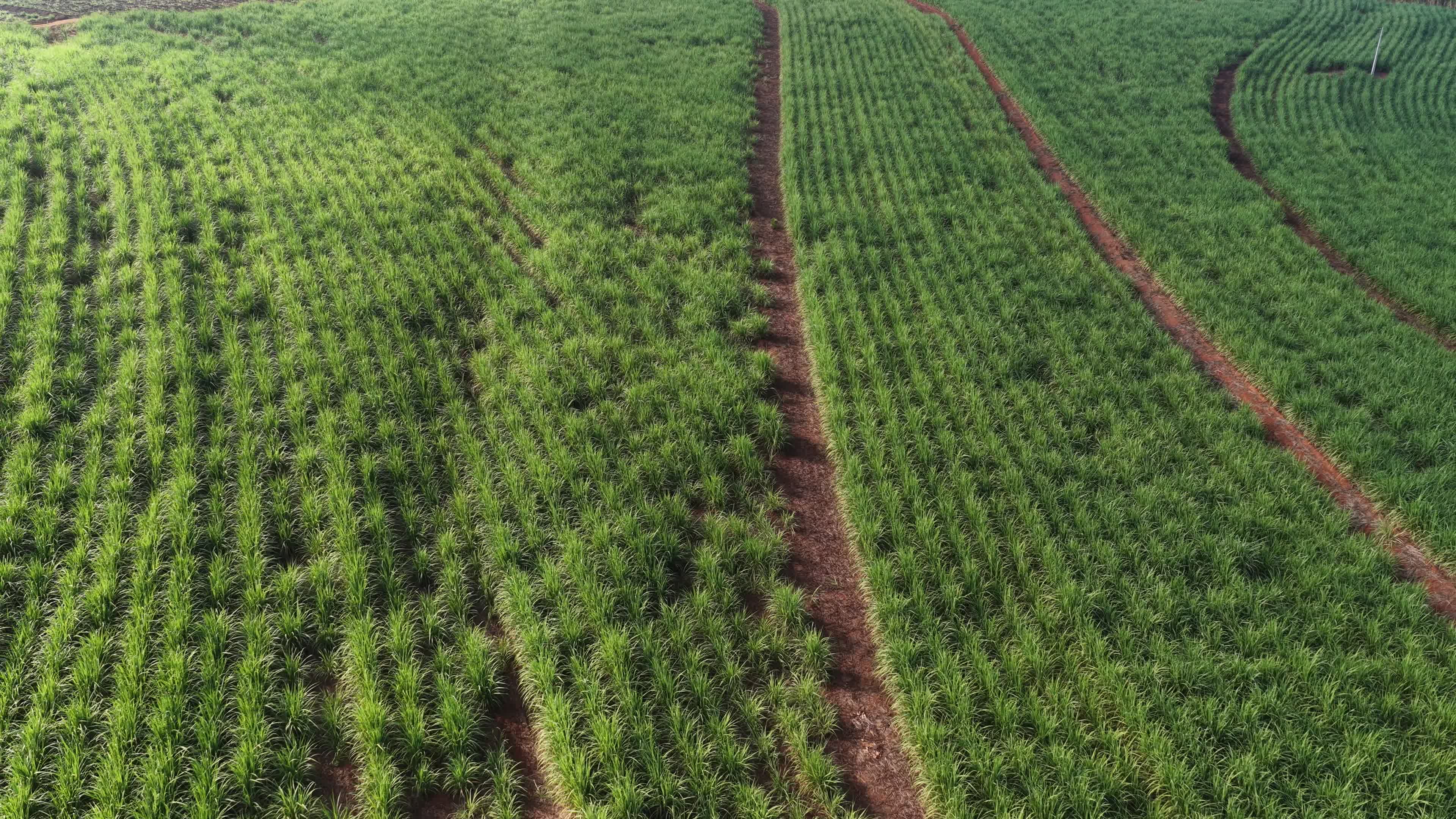 GOIÁS - PLANTAÇÃO DE CANA