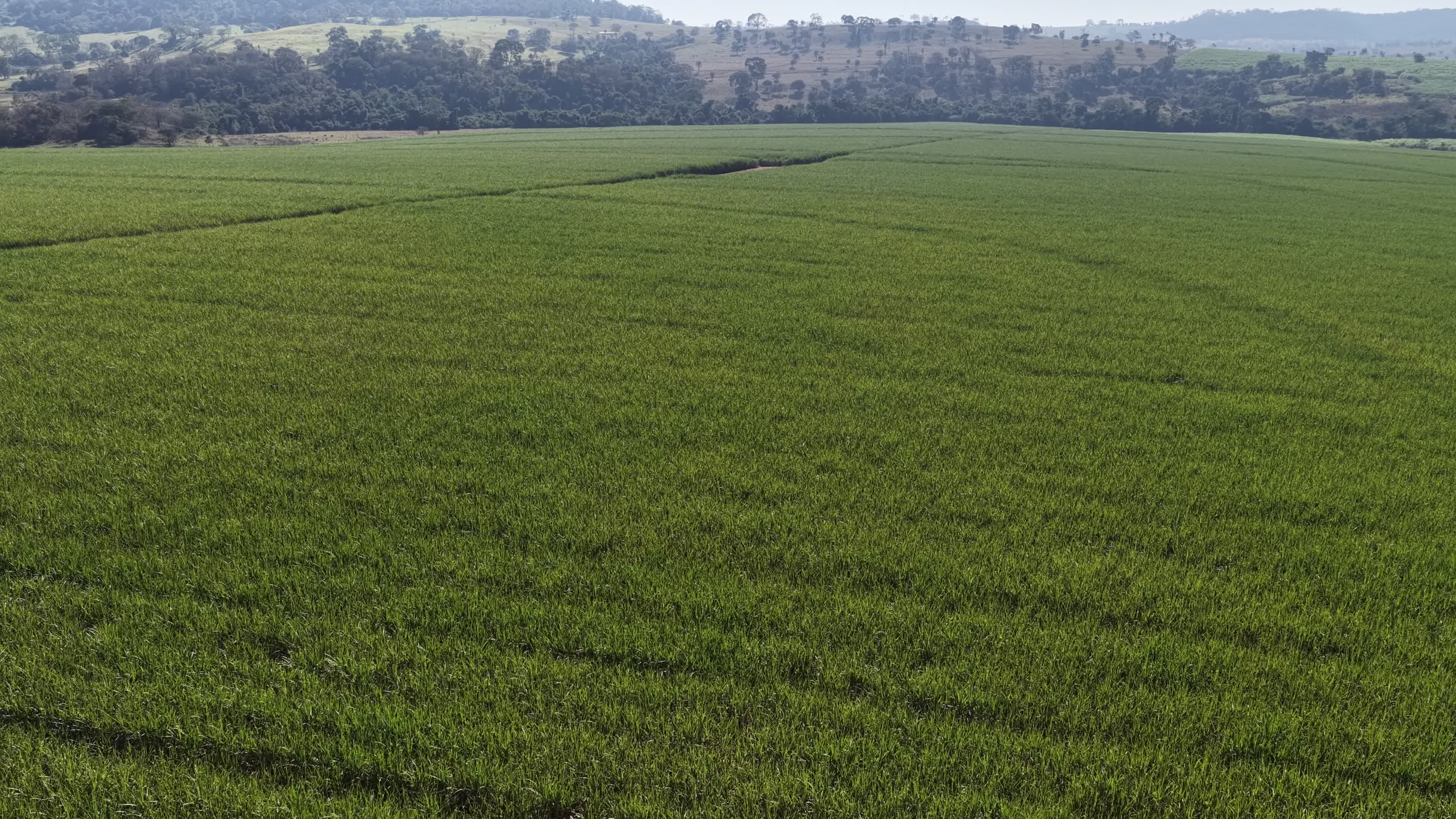 GOIÁS - PLANTAÇÃO DE CANA