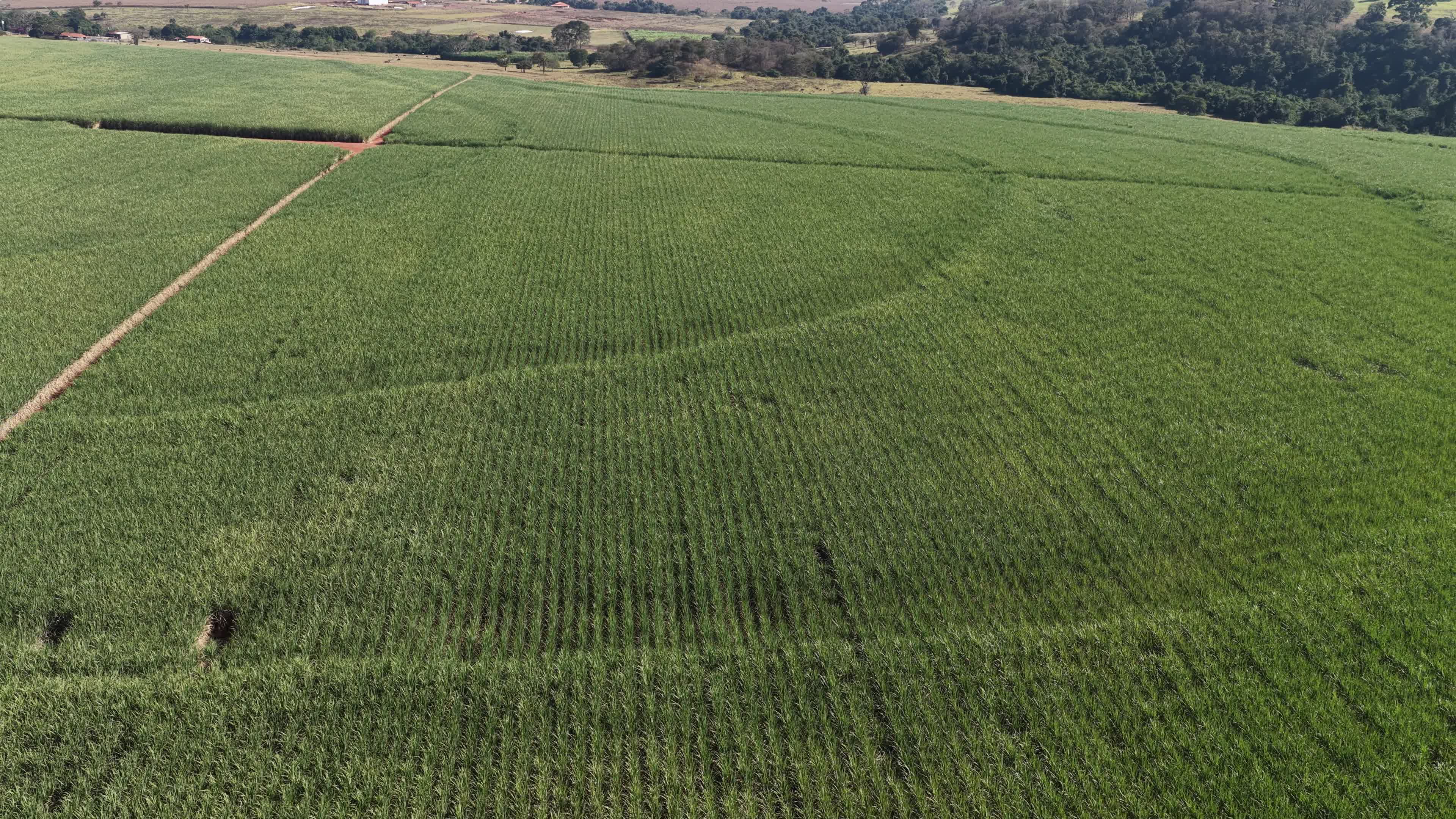 GOIÁS - PLANTAÇÃO DE CANA