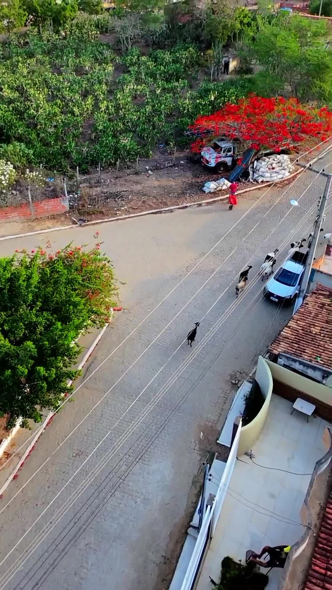 Cabras entrando em residência 