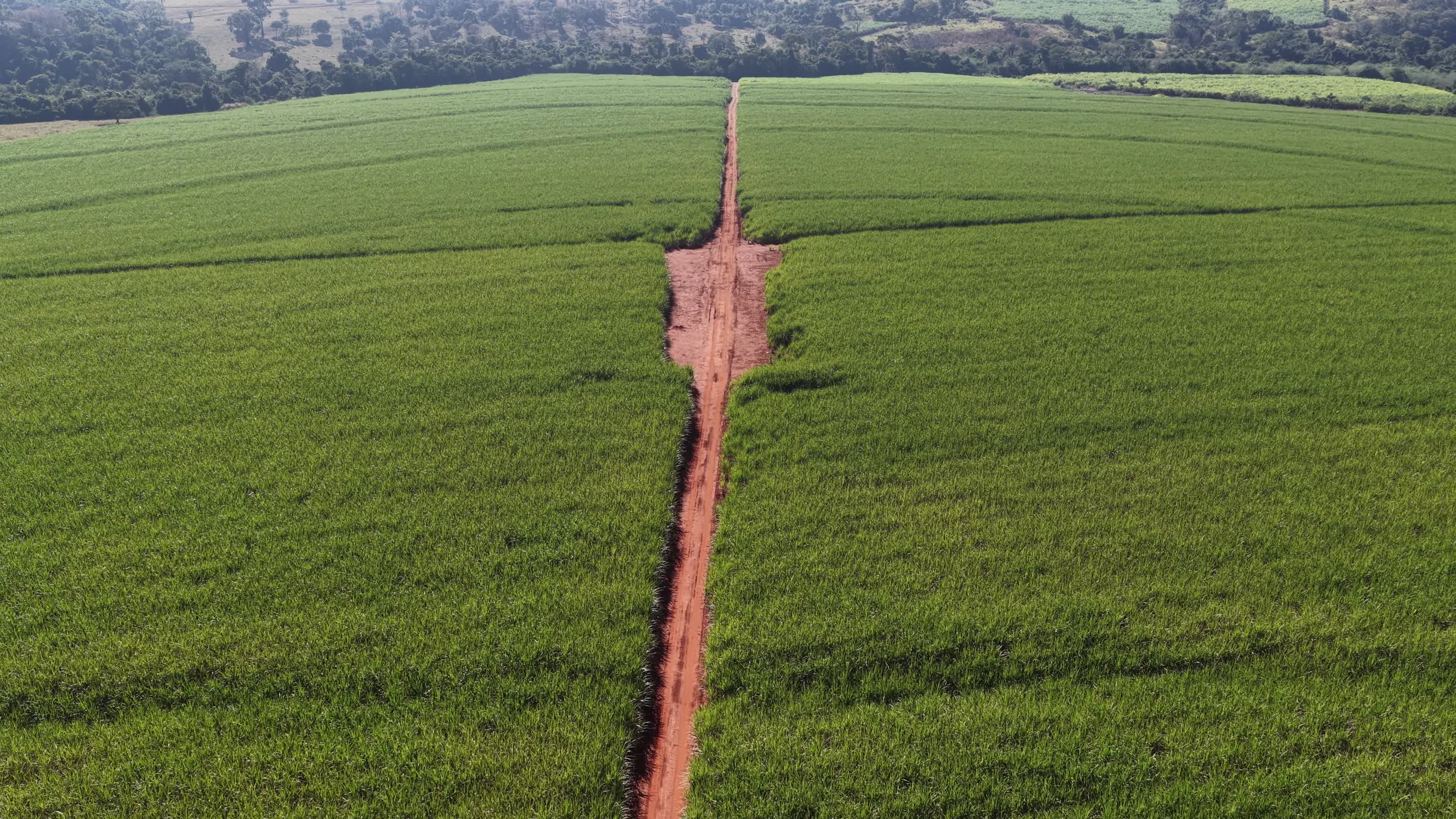 GOIÁS - PLANTAÇÃO DE CANA