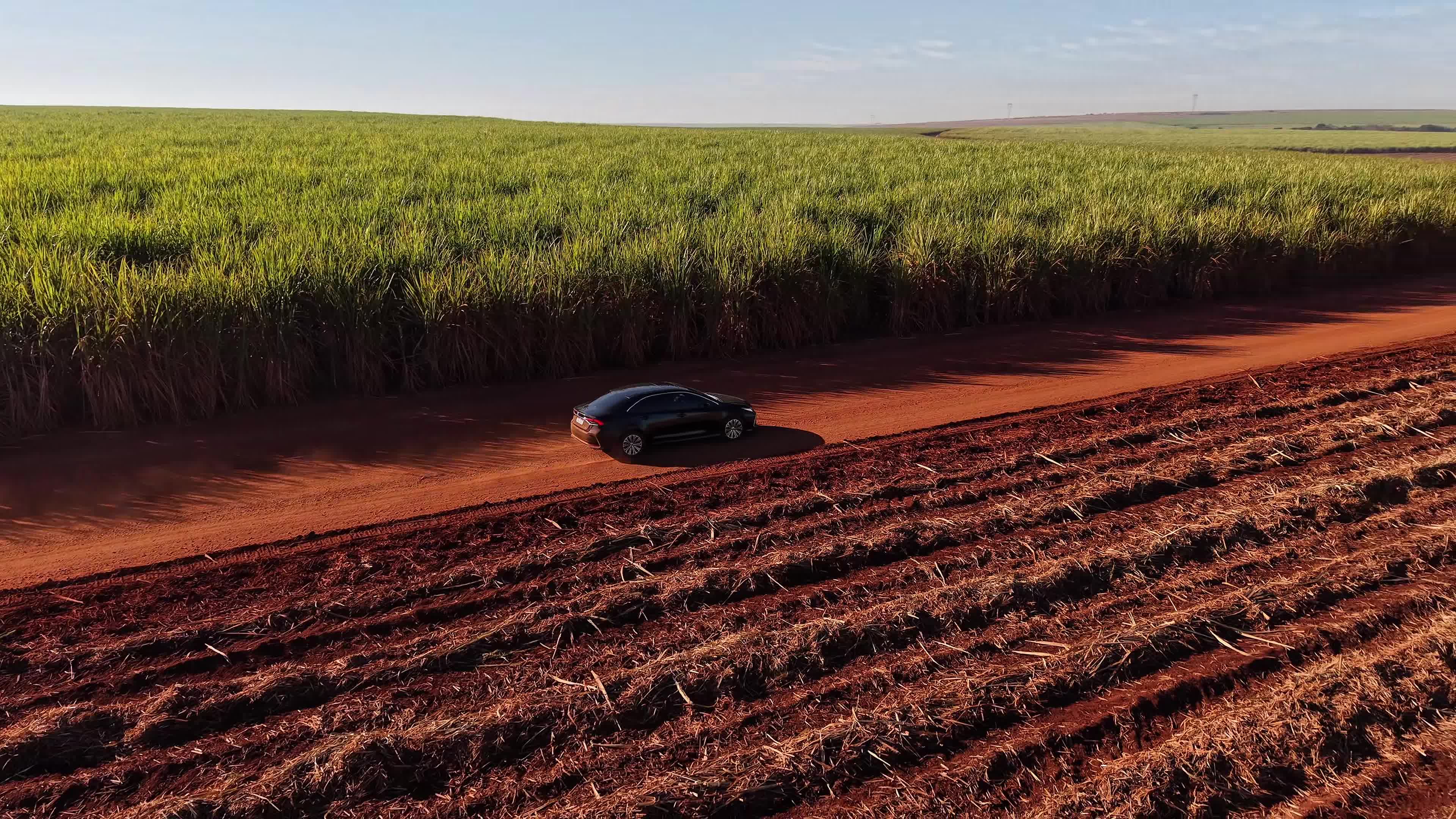 Carro na estrada entre lavouras de cana