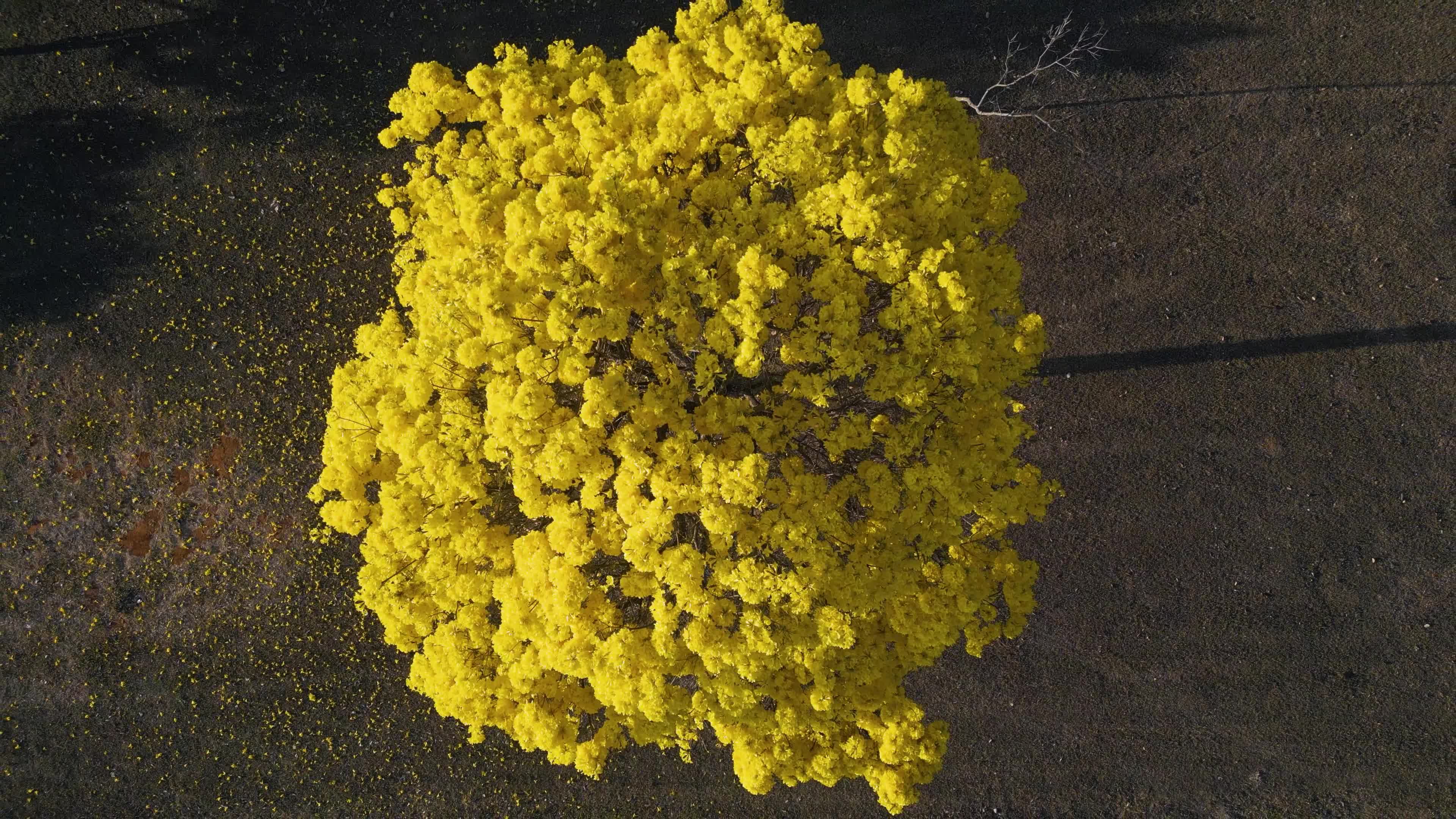 Ipê-amarelo em plena florada visto do alto
