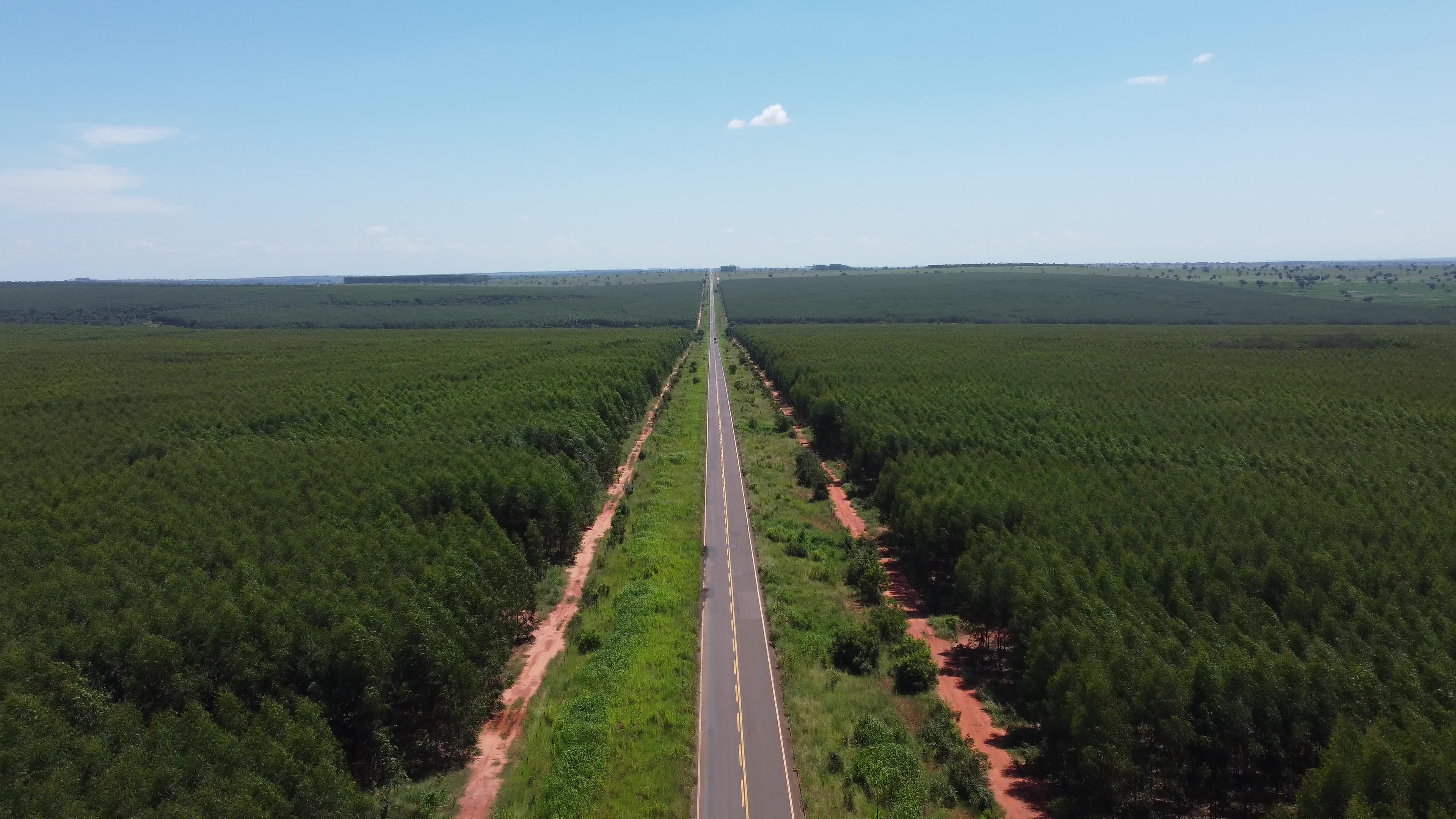 Rodovia com eucalipto